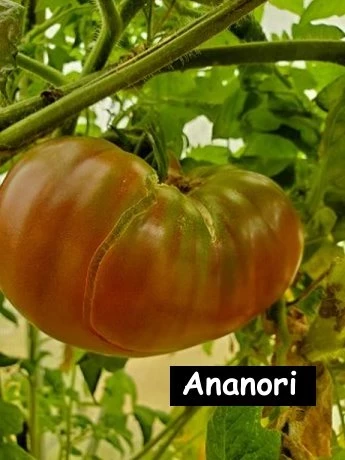 Ananas-Noir / Ananori