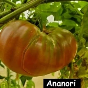 Ananas-Noir / Ananori