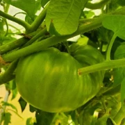 Ananas-Noir / Ananori