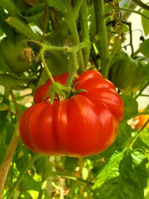 Ananas-Noir / Ananori