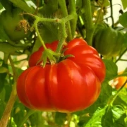 Ananas-Noir / Ananori