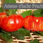 Ananas, flache Frucht