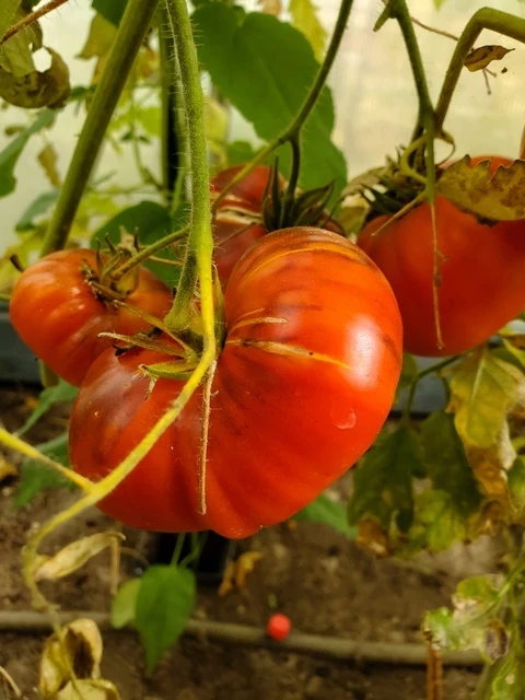 Ananas, flache Frucht