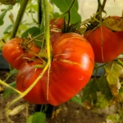 Ananas, flache Frucht