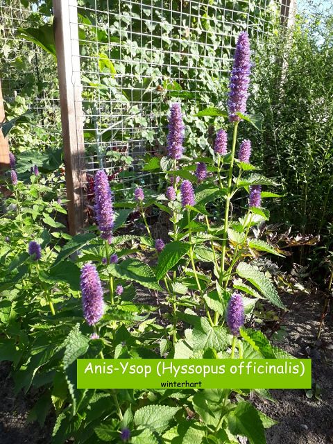 Anis-Ysop (Hyssopus officinalis)