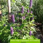 Anis-Ysop (Hyssopus officinalis)