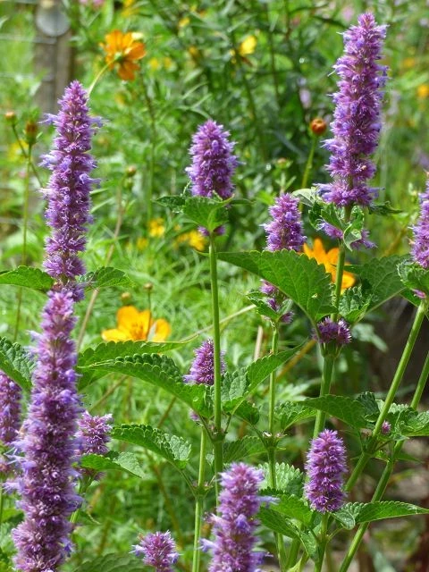 Anis-Ysop (Hyssopus officinalis)