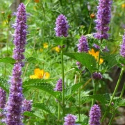 Anis-Ysop (Hyssopus officinalis)
