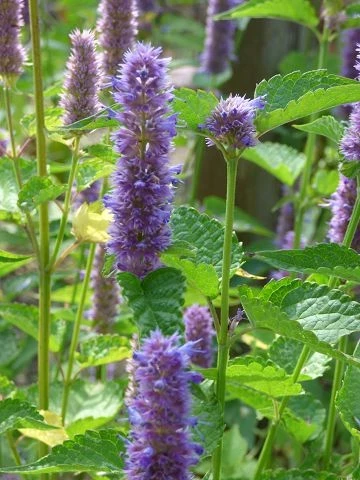 Anis-Ysop (Hyssopus officinalis)