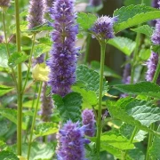 Anis-Ysop (Hyssopus officinalis)