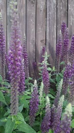 Anis-Ysop (Hyssopus officinalis)