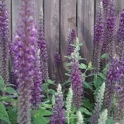 Anis-Ysop (Hyssopus officinalis)