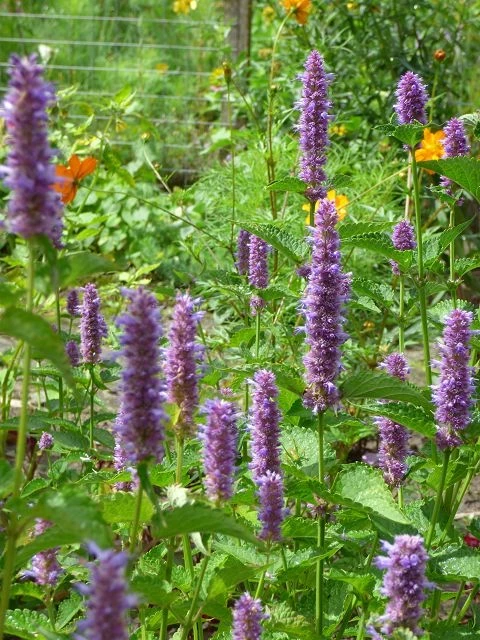 Anis-Ysop (Hyssopus officinalis)
