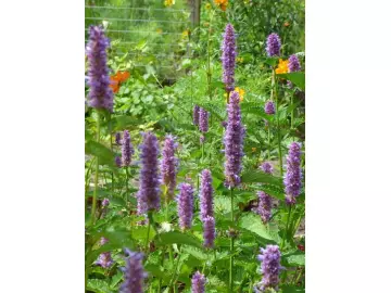 Anis-Ysop (Hyssopus officinalis)