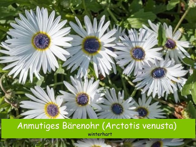 Anmutiges Bärenohr (Arctotis venusta)