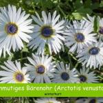 Anmutiges Bärenohr (Arctotis venusta)