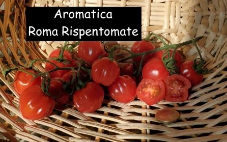 Aromatica