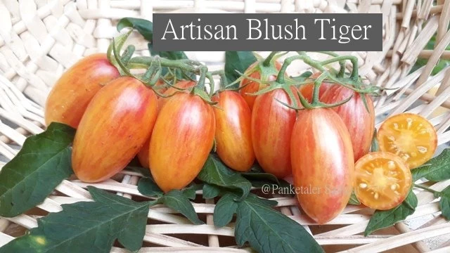 Artisan Blush Tiger - Stabtomate