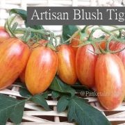 Artisan Blush Tiger - Stabtomate