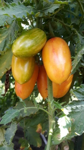 Artisan Blush Tiger - Stabtomate