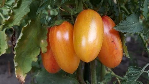 Artisan Blush Tiger - Stabtomate