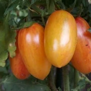 Artisan Blush Tiger - Stabtomate