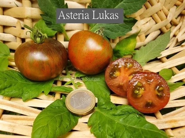 Asteria Lukas