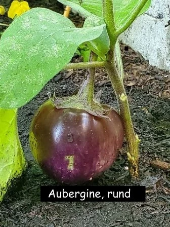 Aubergine - Black Beauty