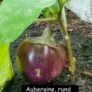 Aubergine - Black Beauty