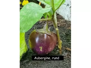 Aubergine - Black Beauty