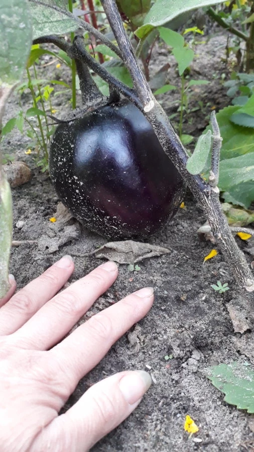 Aubergine - Black Beauty