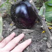 Aubergine - Black Beauty