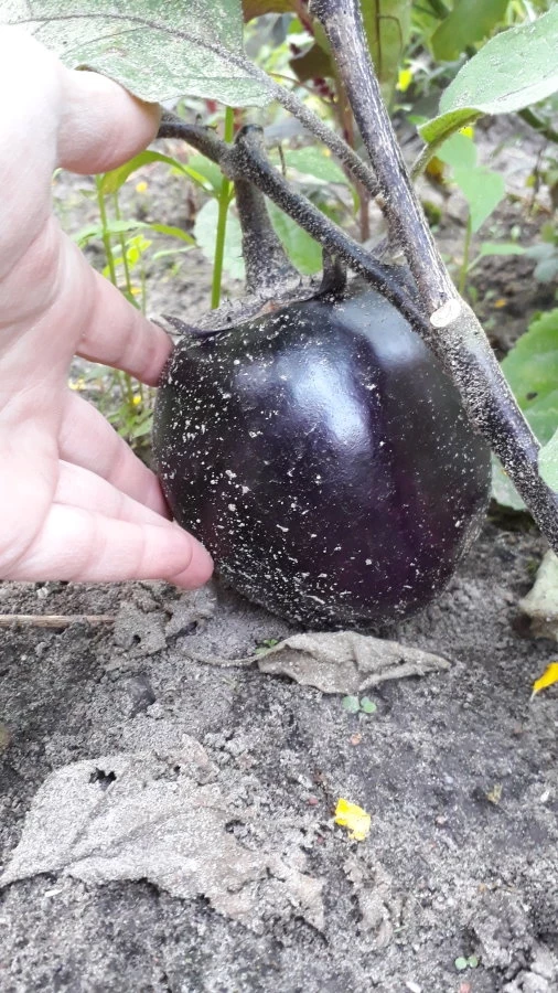 Aubergine - Black Beauty