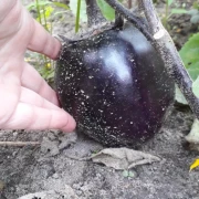 Aubergine - Black Beauty
