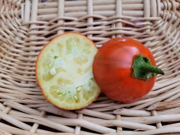 Aubergine  TURKISH ORANGE (Solanum aethiopicum)
