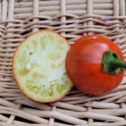Aubergine  TURKISH ORANGE (Solanum aethiopicum)