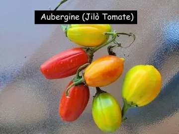 Aubergine (Jilò Tomate)