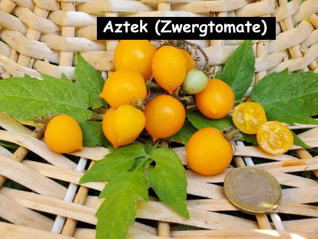 Aztek (Zwergtomate)