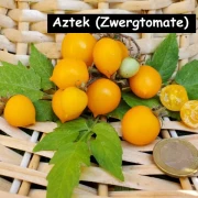 Aztek (Zwergtomate)