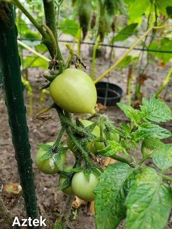 Aztek (Zwergtomate)