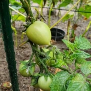 Aztek (Zwergtomate)