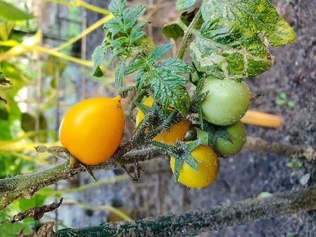 Aztek (Zwergtomate)