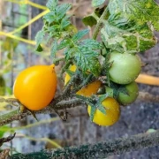 Aztek (Zwergtomate)