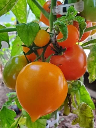 Aztek (Zwergtomate)