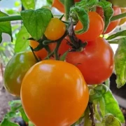 Aztek (Zwergtomate)