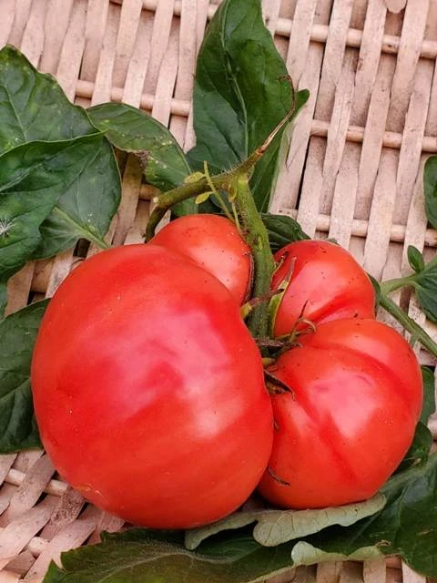Babushkina Sekret (Fleischtomate)