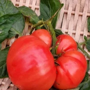 Babushkina Sekret (Fleischtomate)
