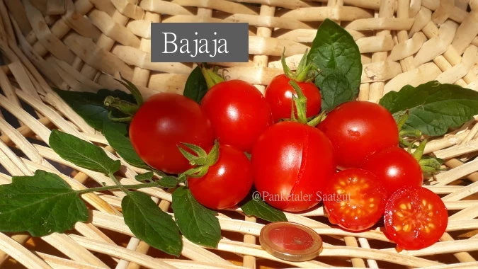 Bajaja - Strauchtomate