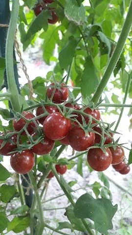 Bajaja - Strauchtomate