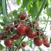 Bajaja - Strauchtomate